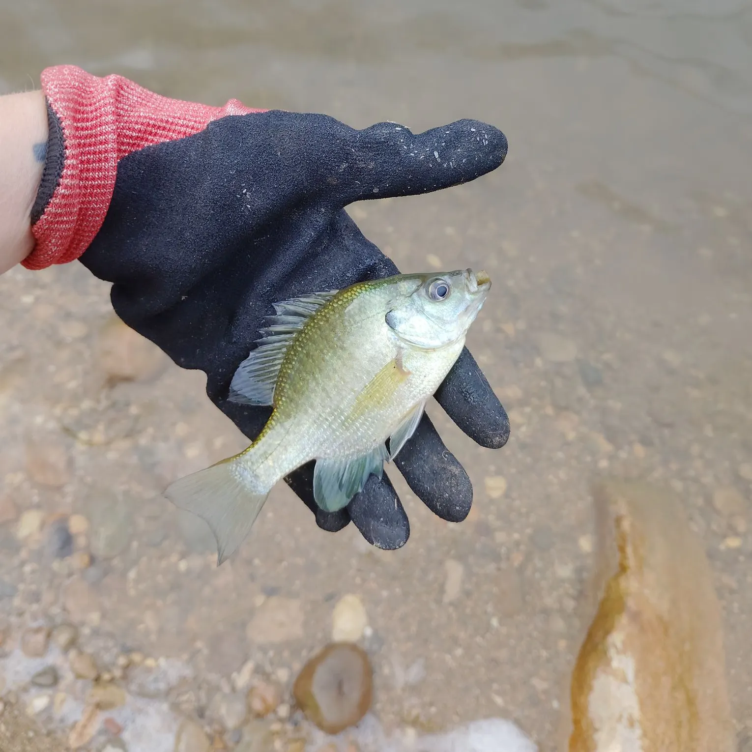 Bluegill caught on Fishbrain