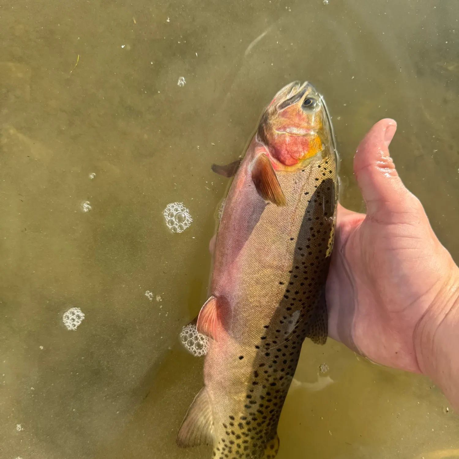 The most recent Colorado river cutthroat trout catches on Fishbrain