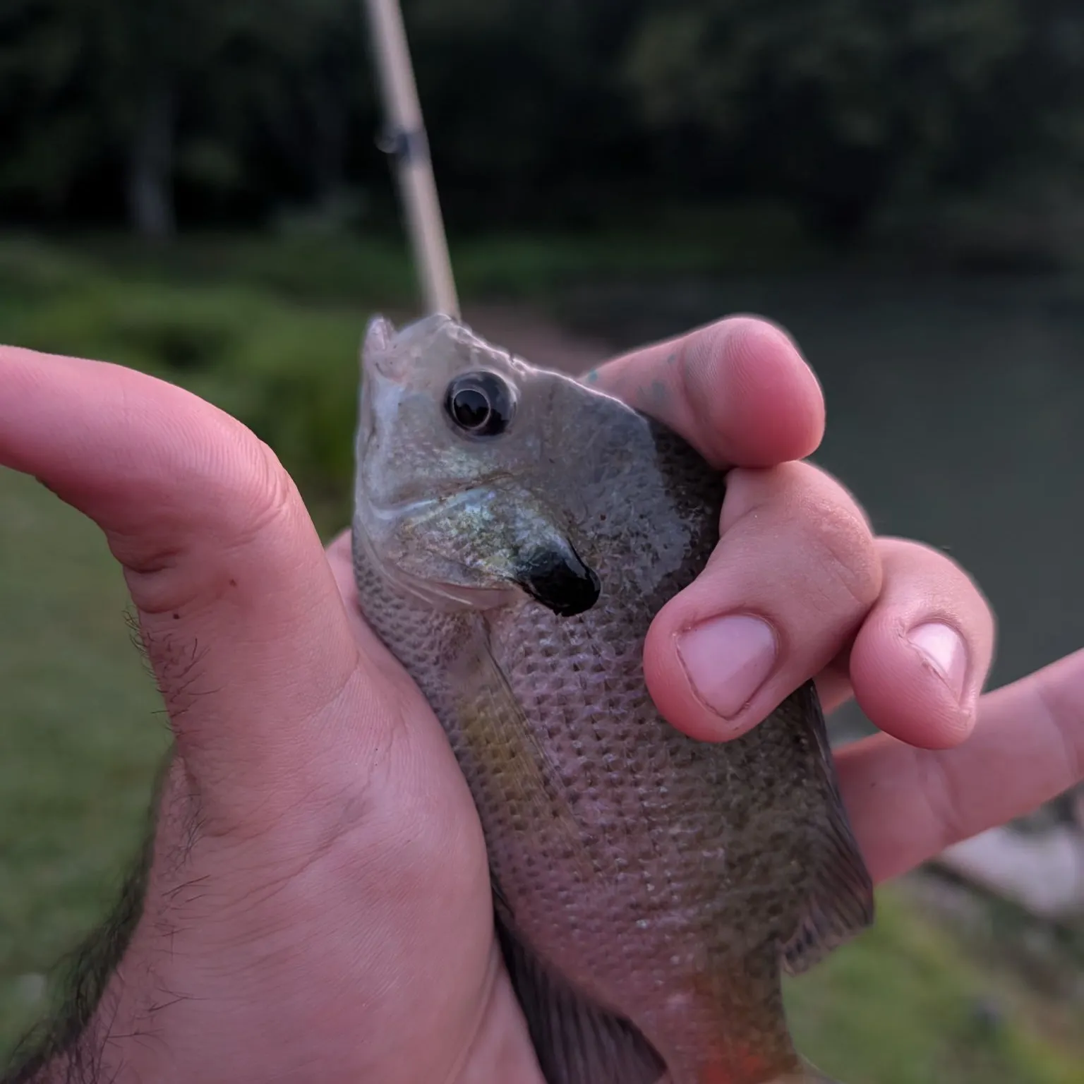 Bluegill caught on Fishbrain