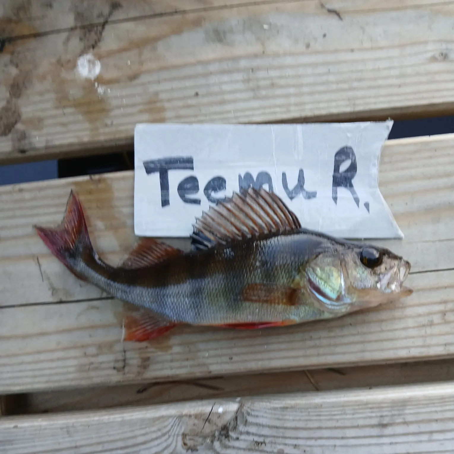 recently logged catches