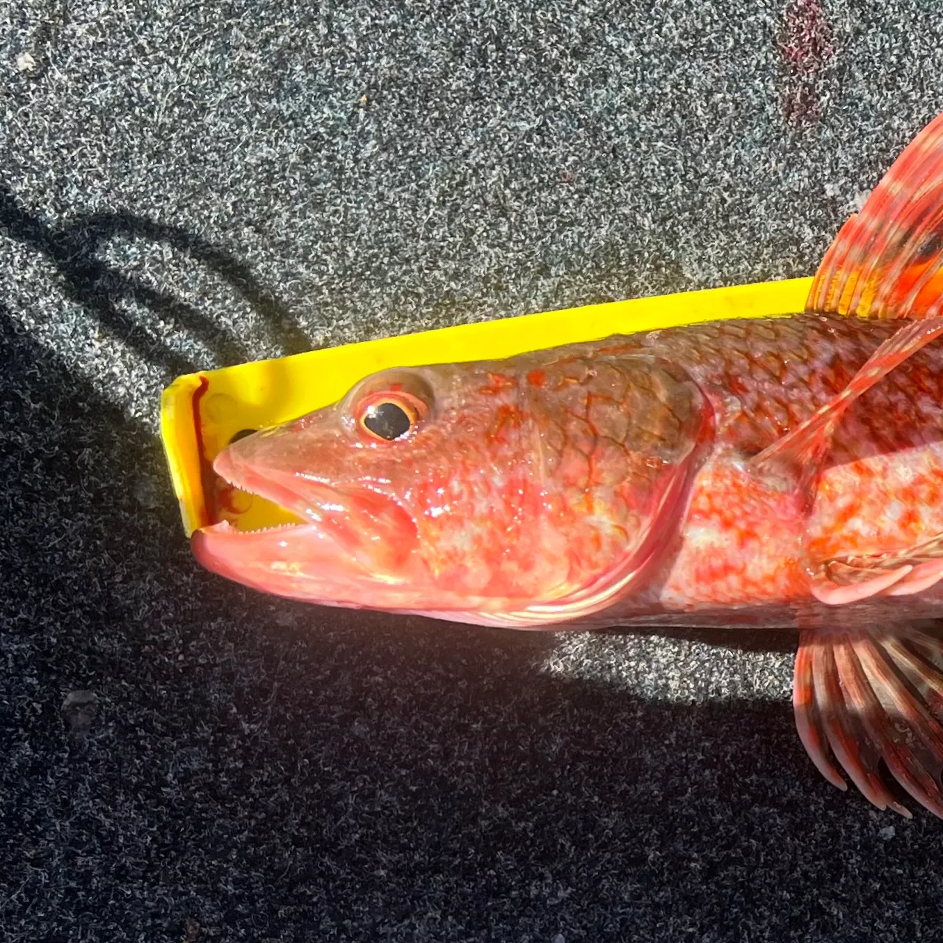 The most recent Sergeant Baker catches on Fishbrain