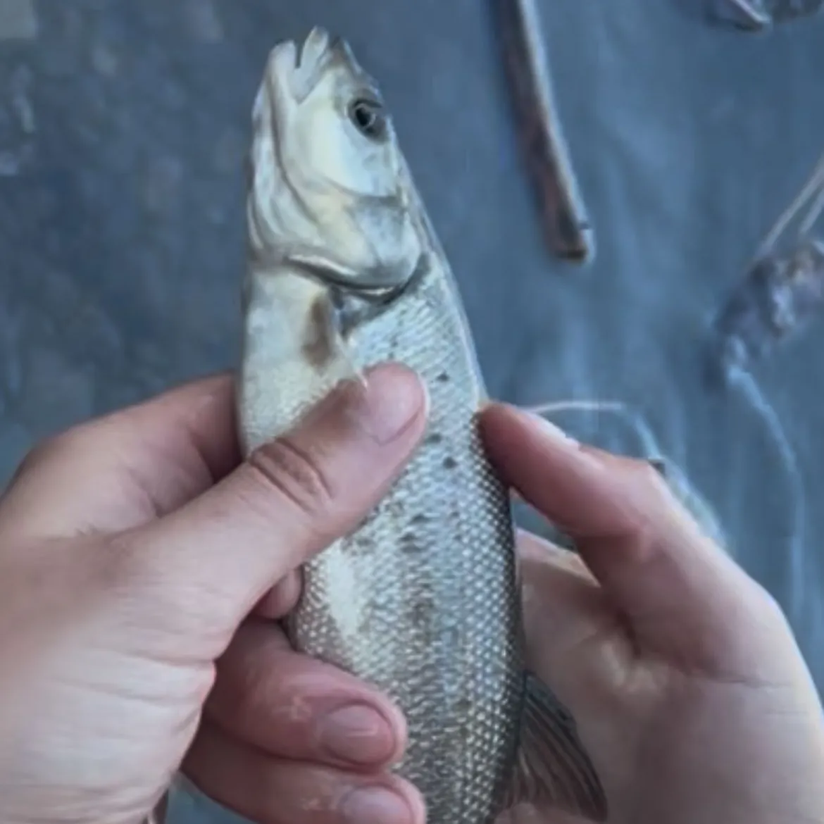 Northern pikeminnow caught on Fishbrain