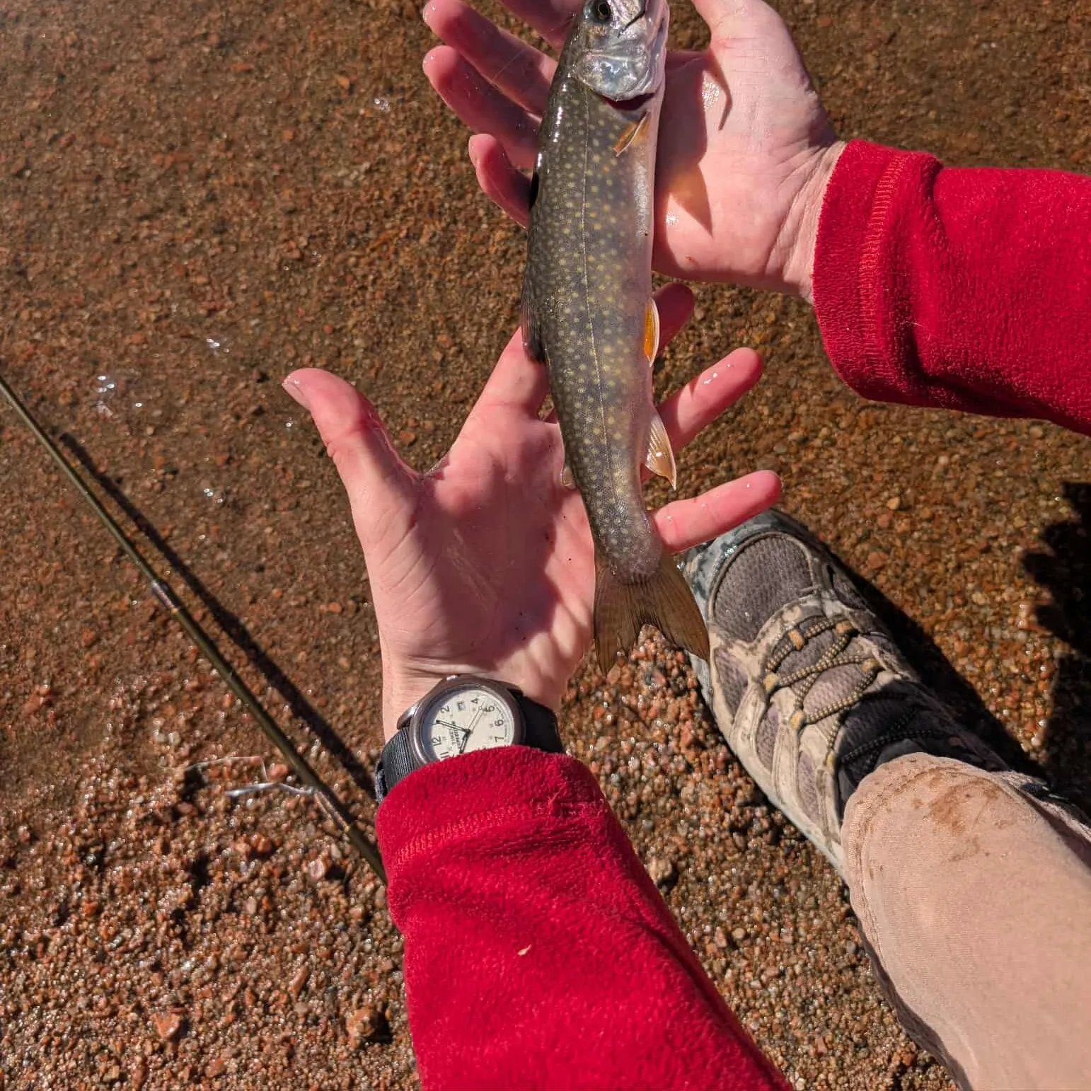 The most recent Splake catches on Fishbrain