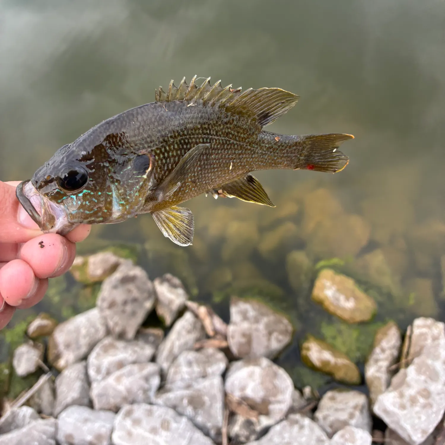 Green sunfish caught on Fishbrain