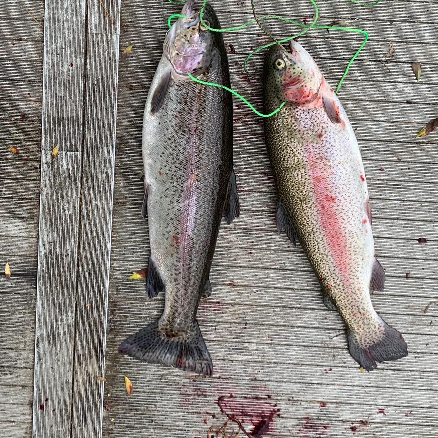 recently logged catches