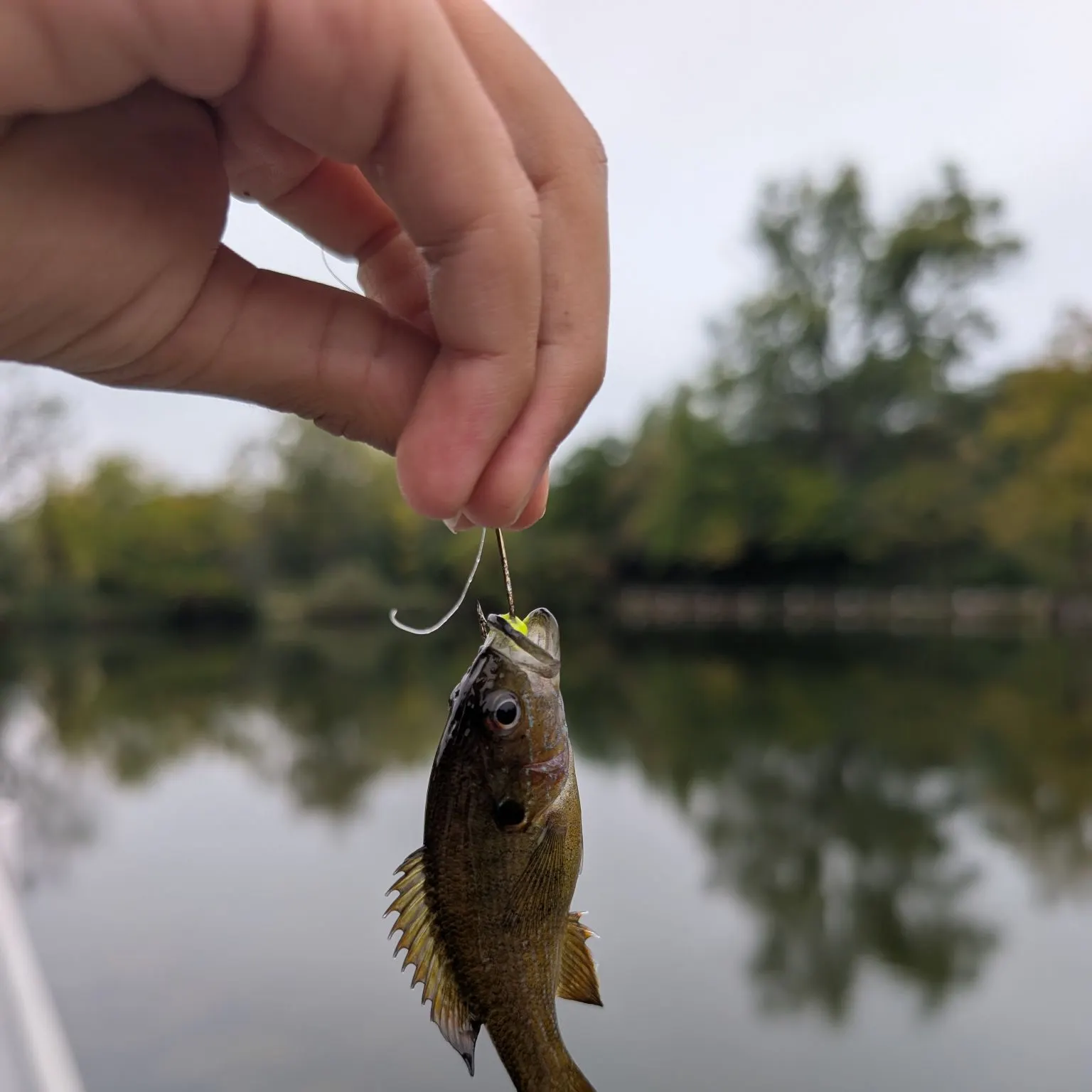 Green sunfish caught on Fishbrain