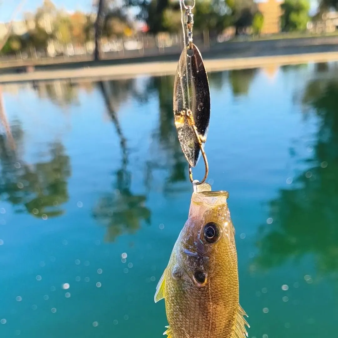 Green sunfish caught on Fishbrain