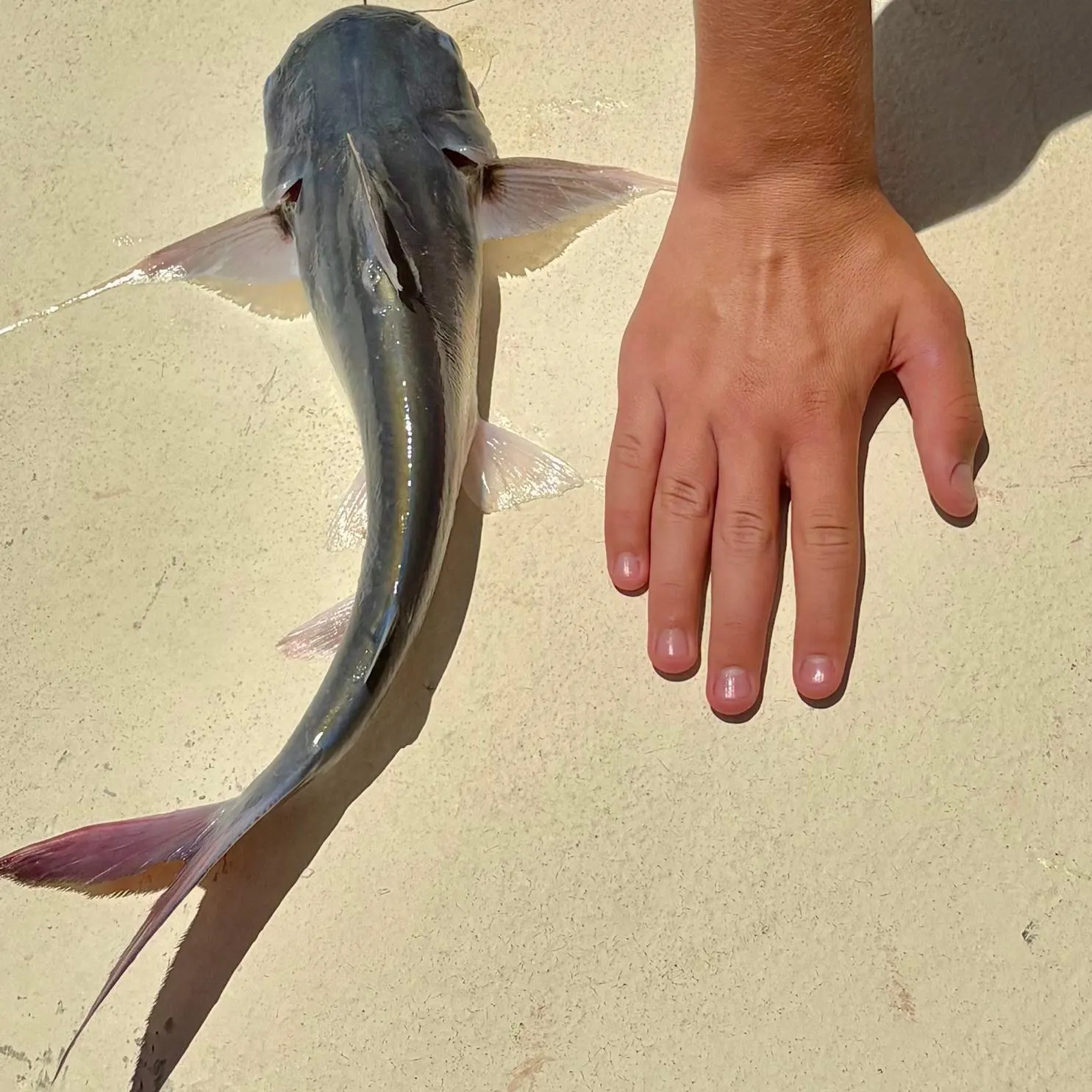 The most recent Gafftopsail sea catfish catches on Fishbrain
