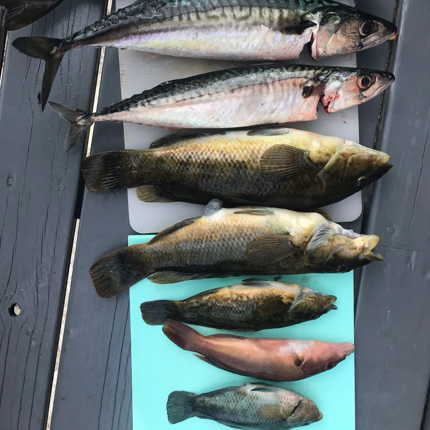 recently logged catches