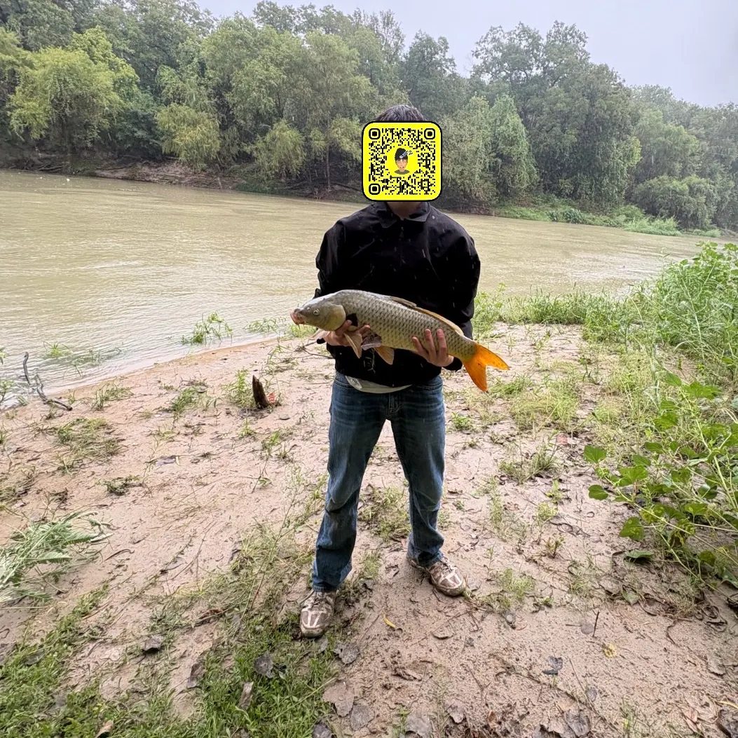 Common carp caught on Fishbrain