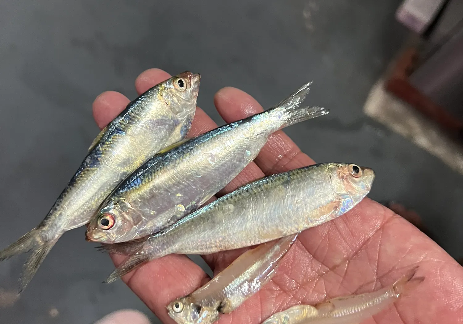 White sardinella