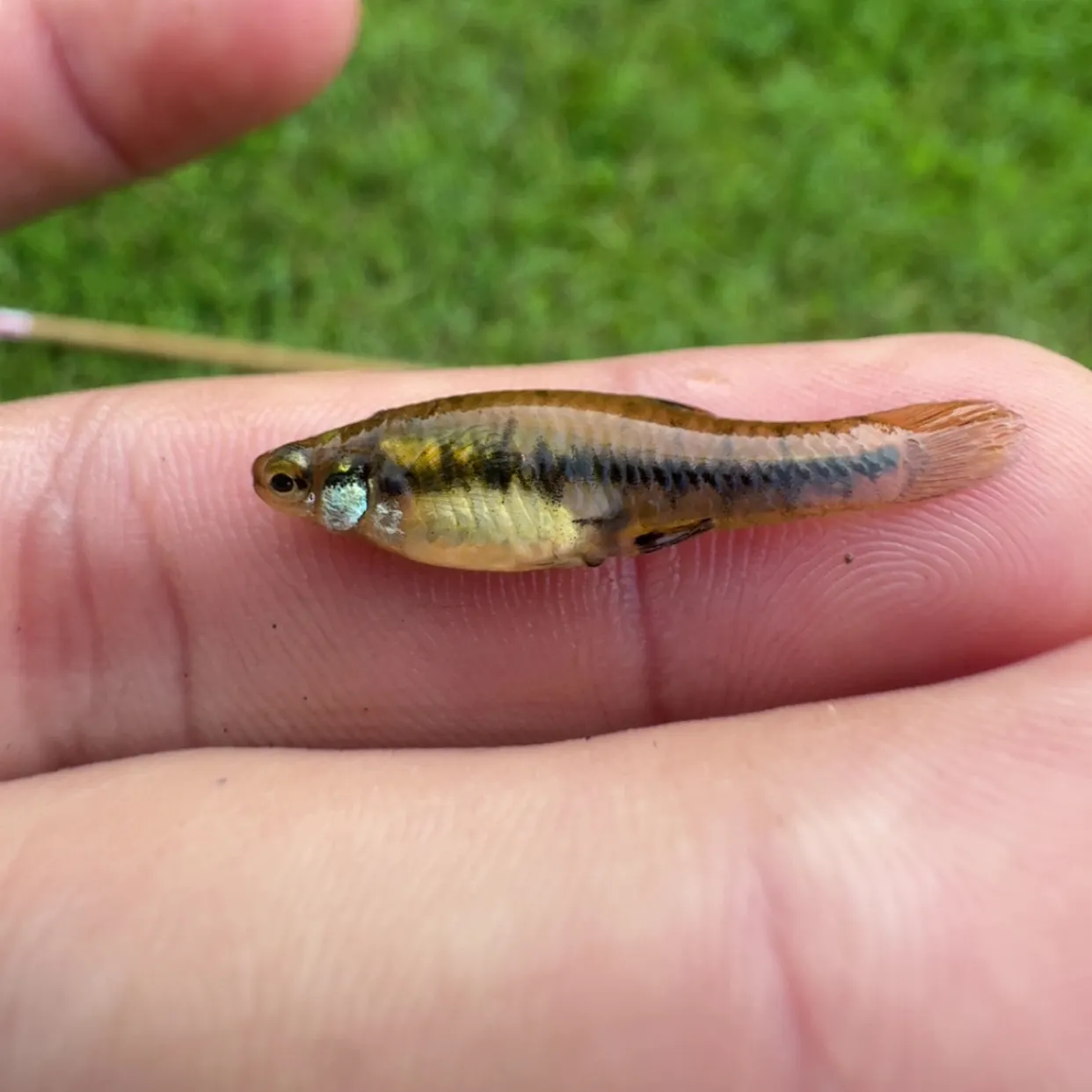 The most recent Least killifish catches on Fishbrain