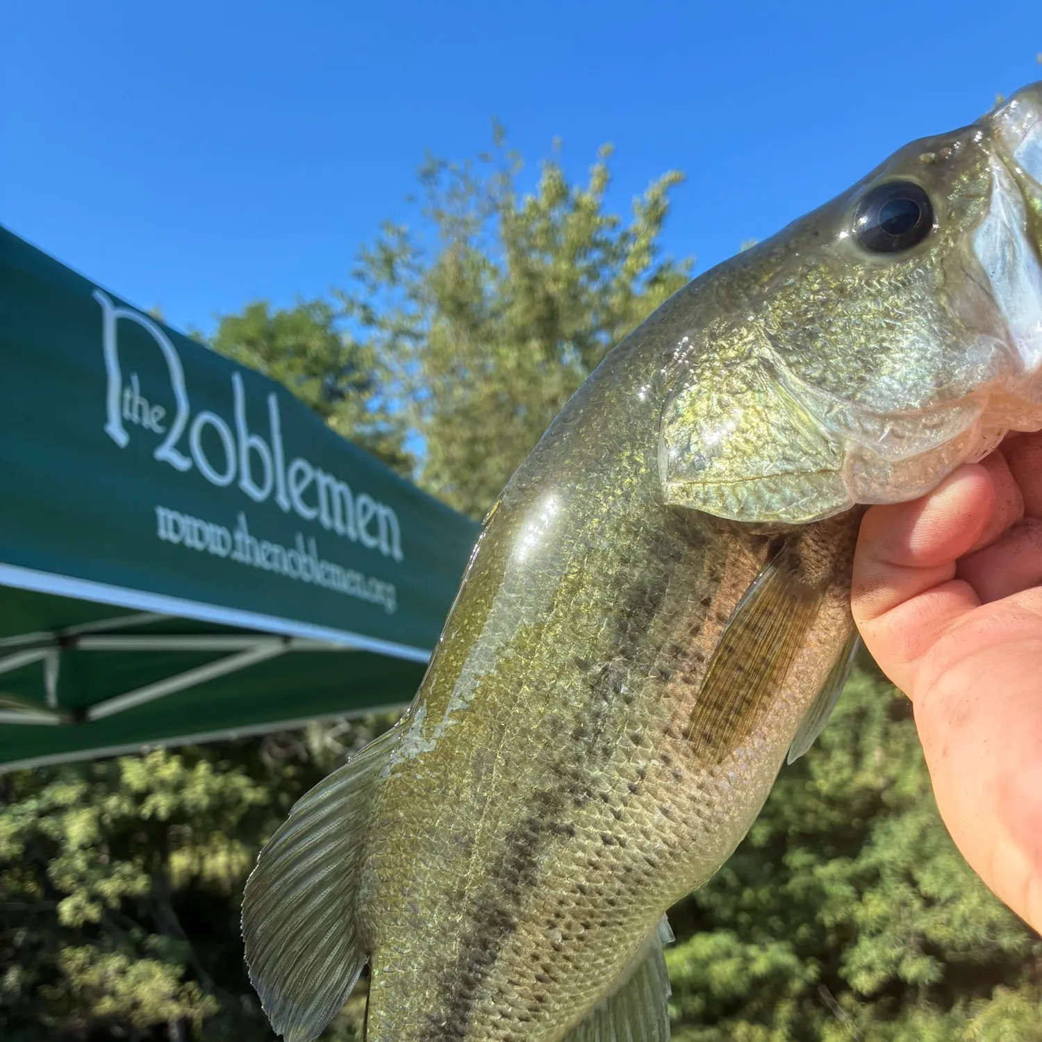 Fish caught on Fishbrain