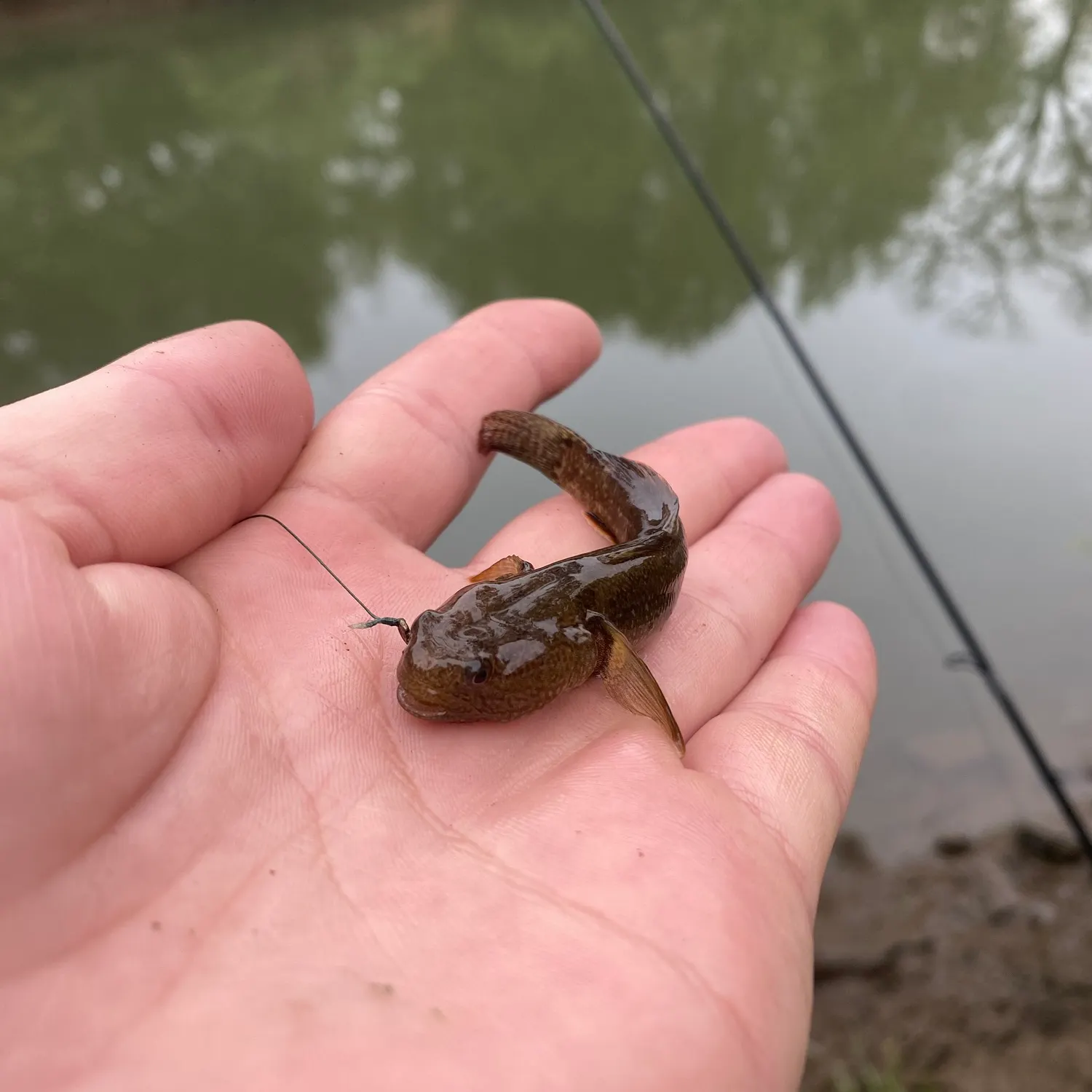 The most recent Shimofuri goby catches on Fishbrain