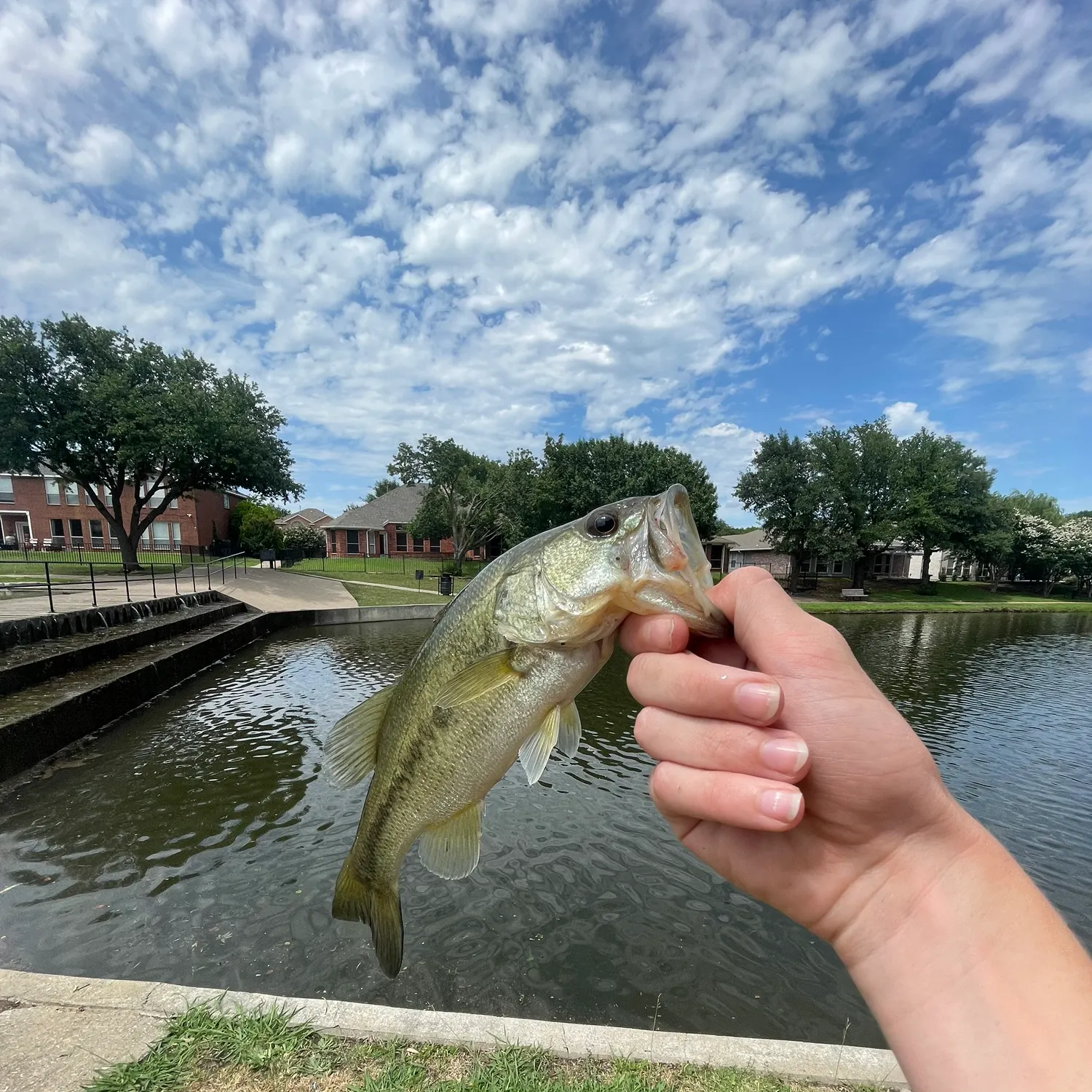 most liked catch image