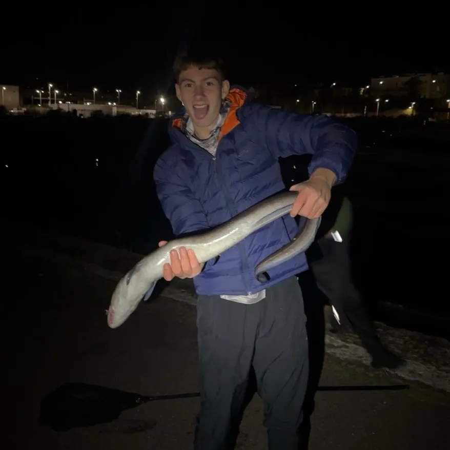 European conger caught on Fishbrain