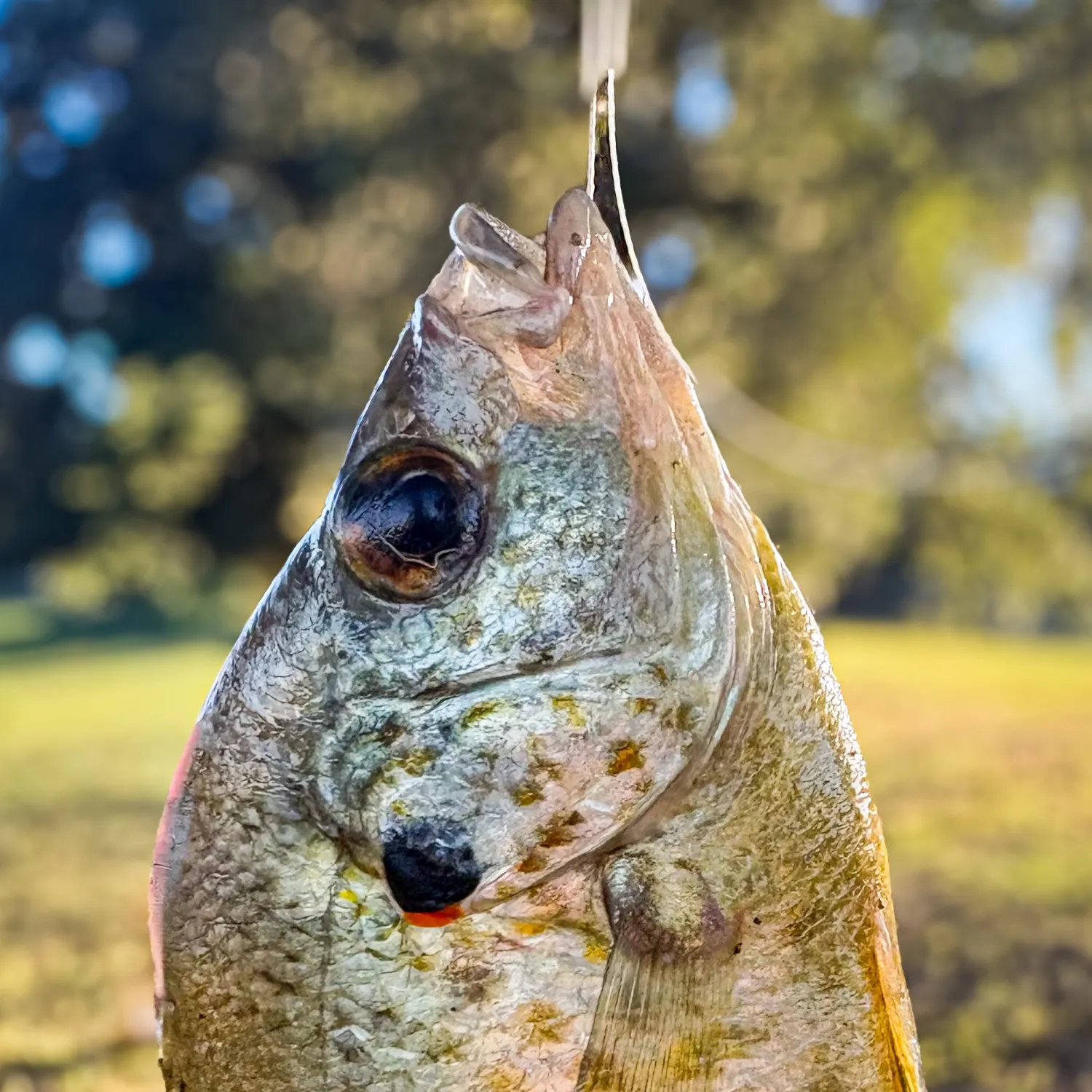 Redear sunfish caught on Fishbrain