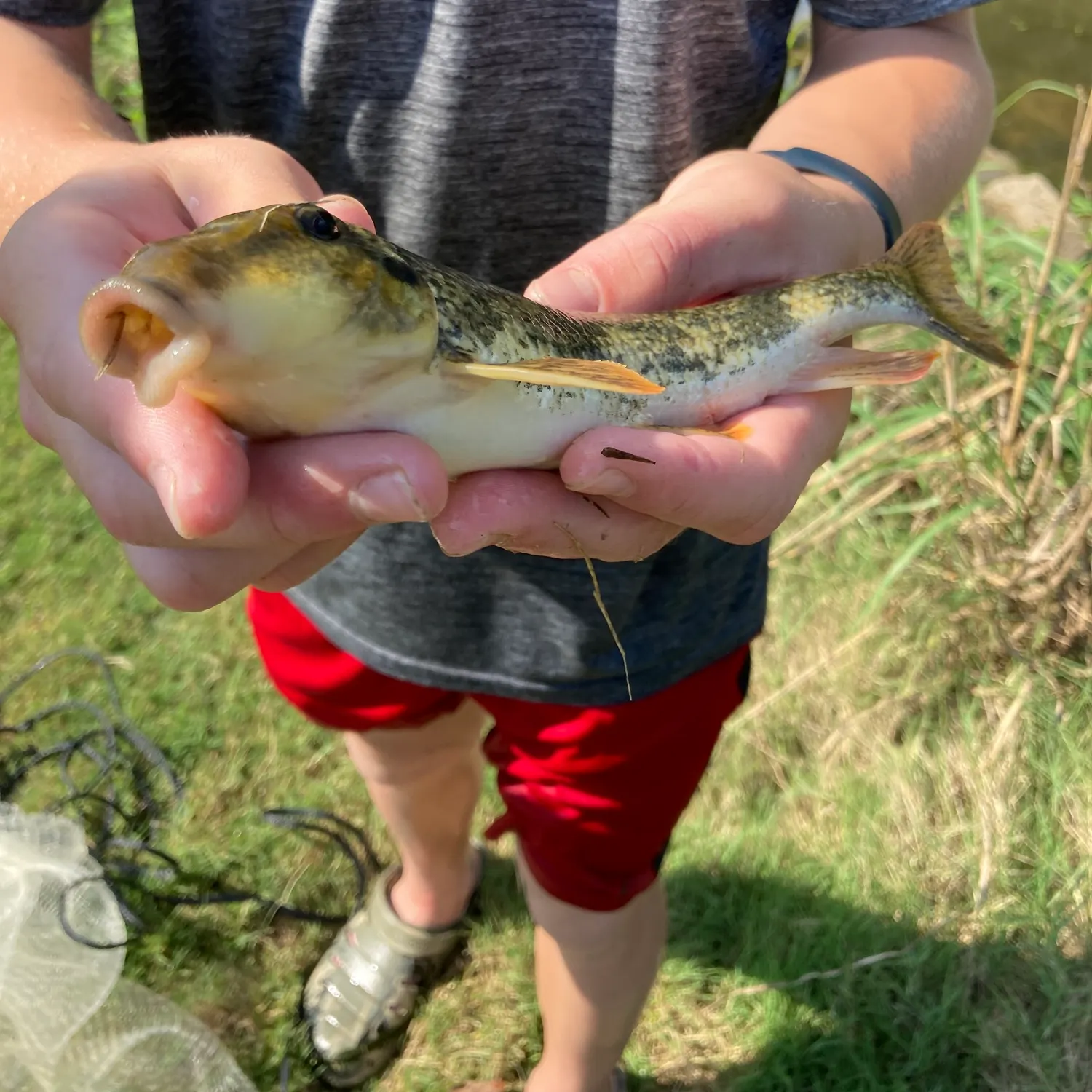 Northern hogsucker caught on Fishbrain