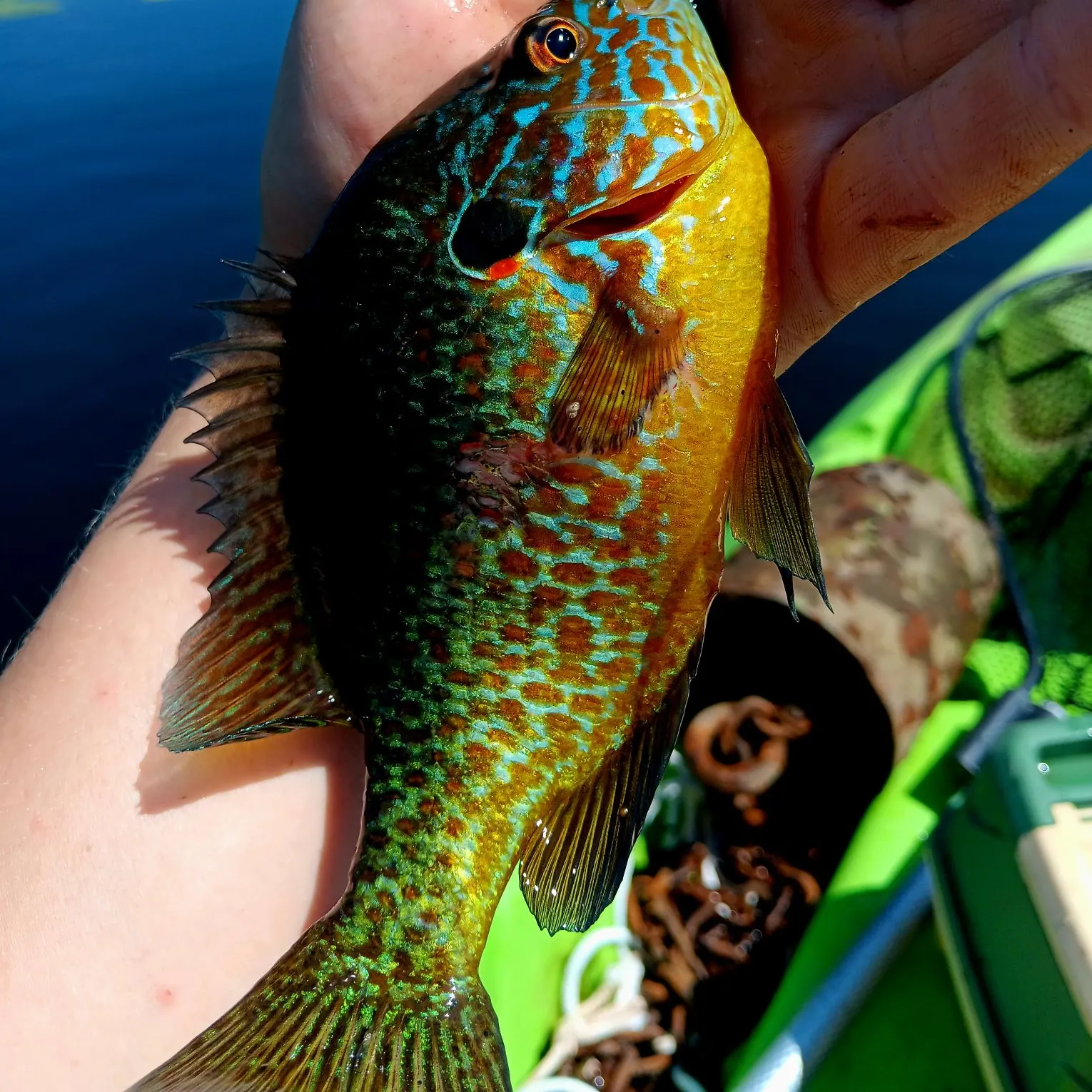 The most recent Pumpkinseed catches on Fishbrain