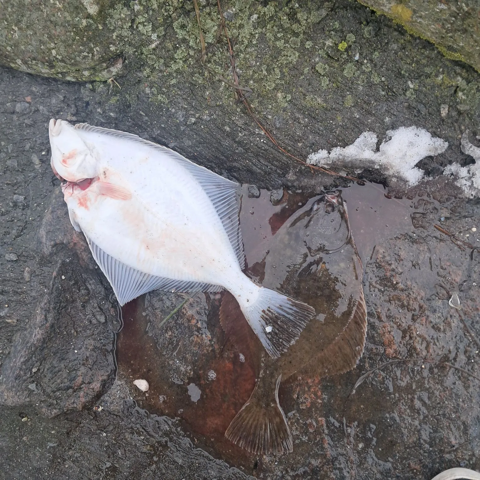 The most recent European flounder catches on Fishbrain