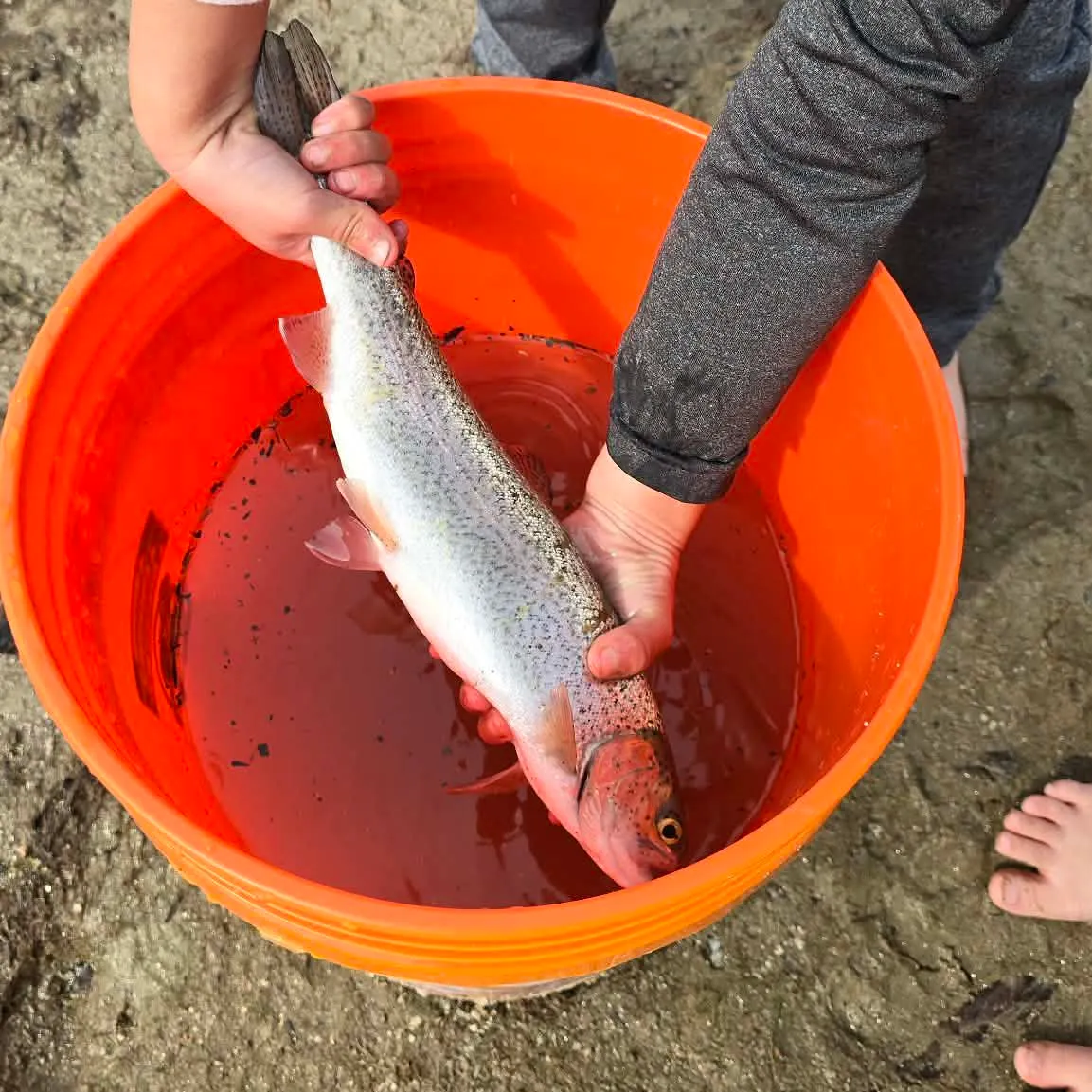 The most recent Rainbow trout catches on Fishbrain