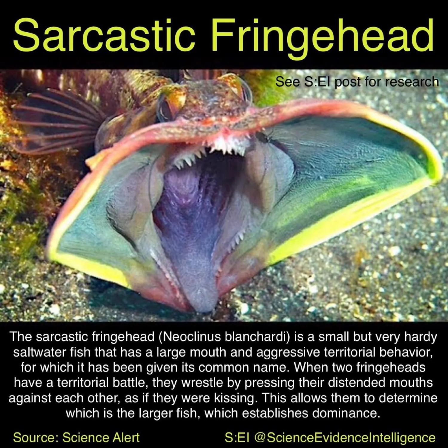 The most recent Onespot fringehead catches on Fishbrain