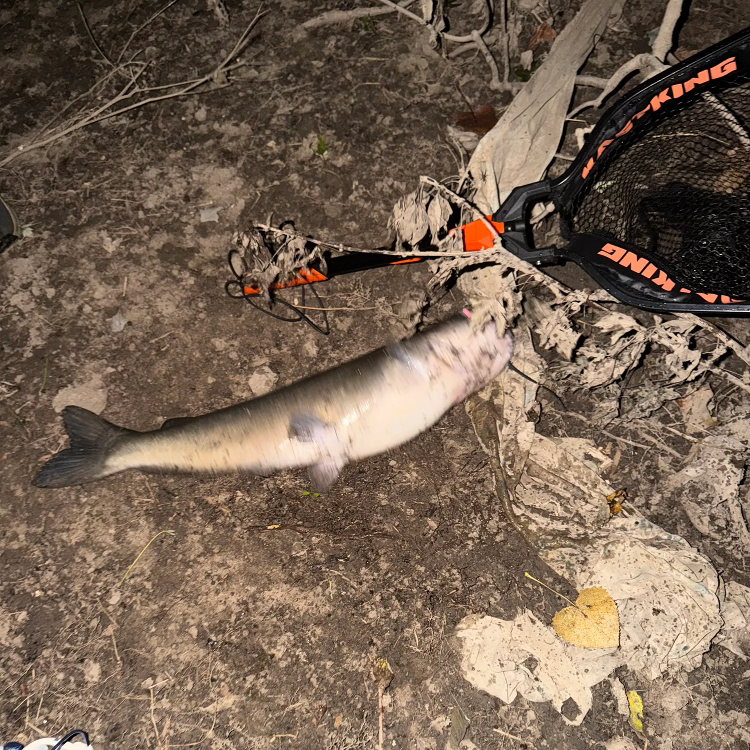 Channel catfish caught on Fishbrain