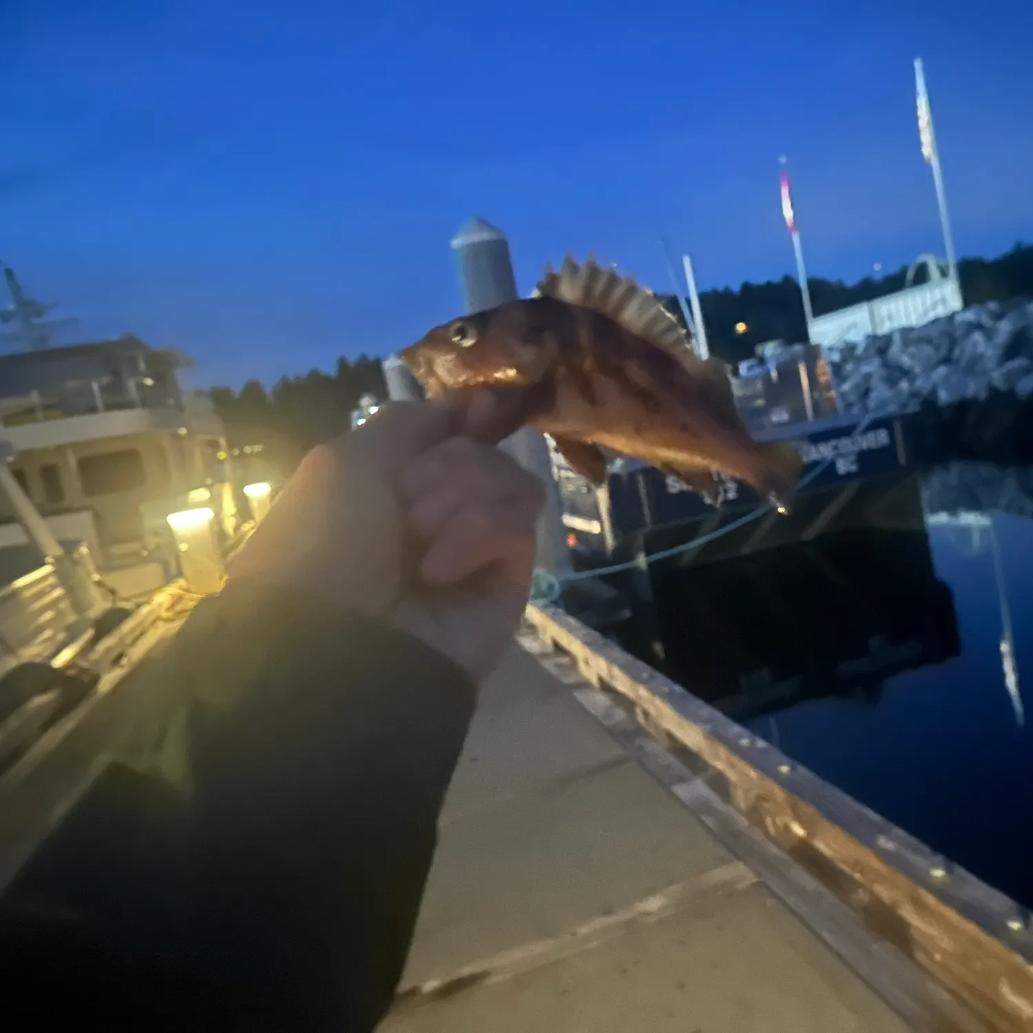 Copper rockfish caught on Fishbrain