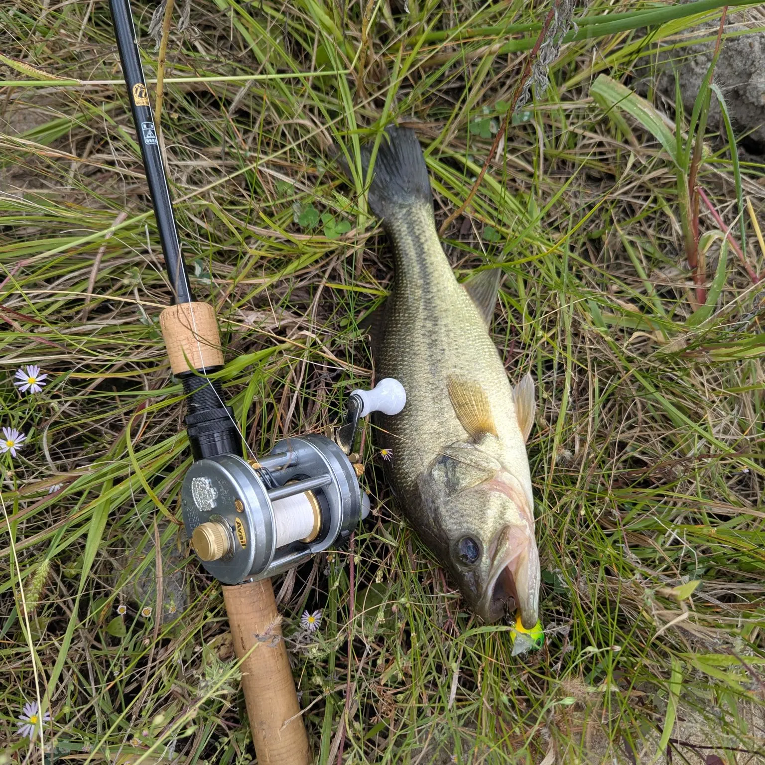 Largemouth bass caught on Fishbrain
