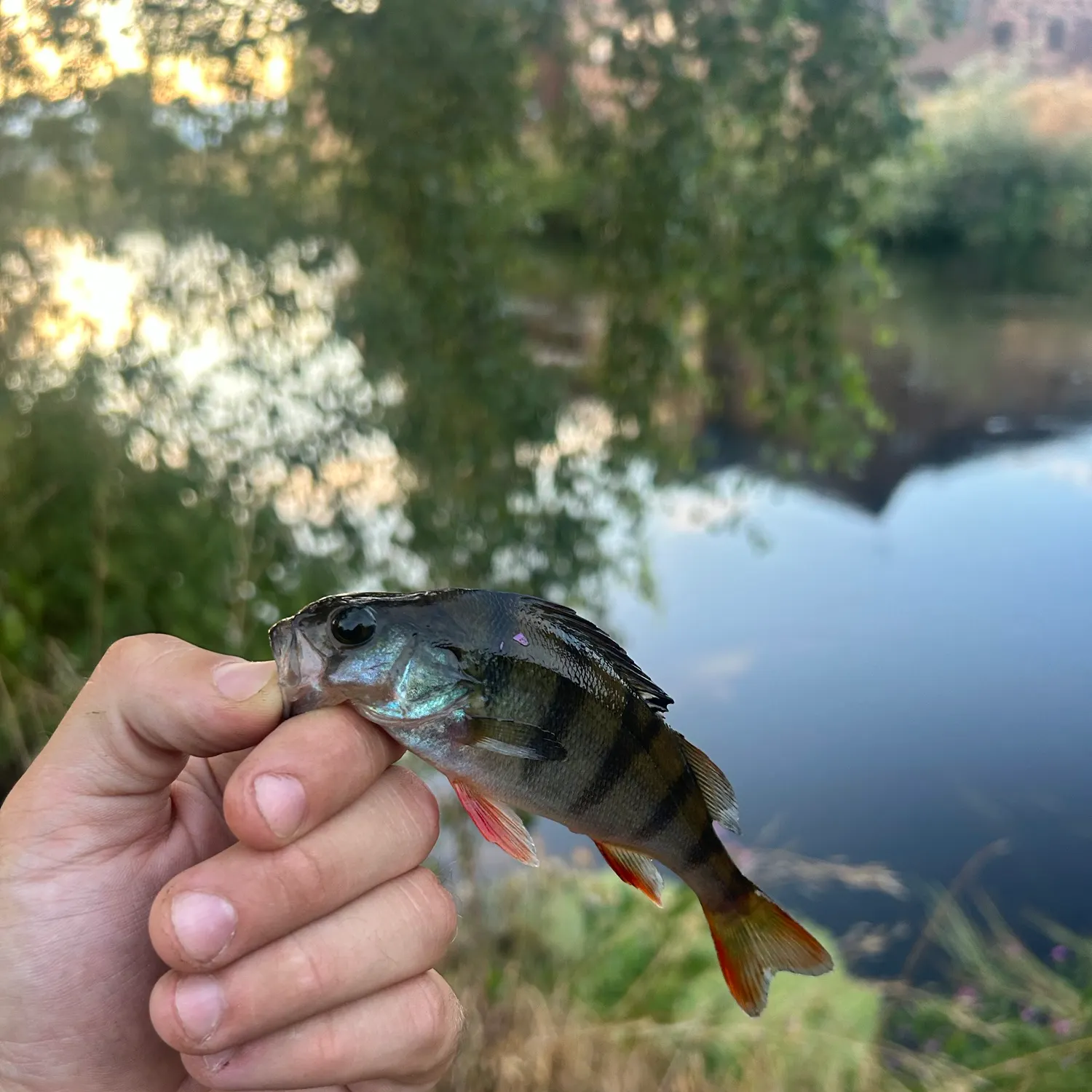 European perch caught on Fishbrain