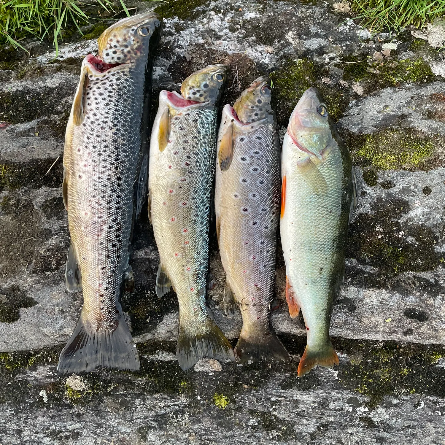 recently logged catches