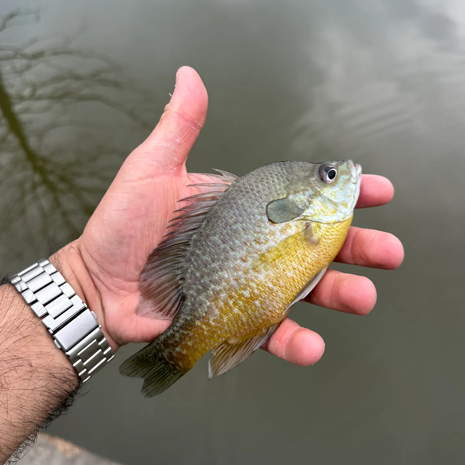 The most recent Longear sunfish catches on Fishbrain