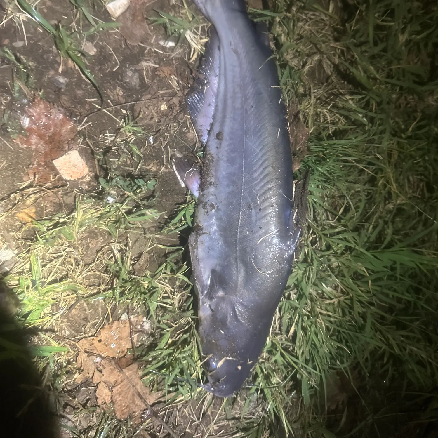 Blue catfish caught on Fishbrain