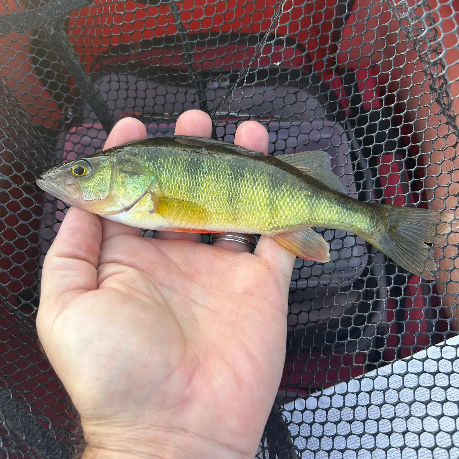 Yellow perch caught on Fishbrain