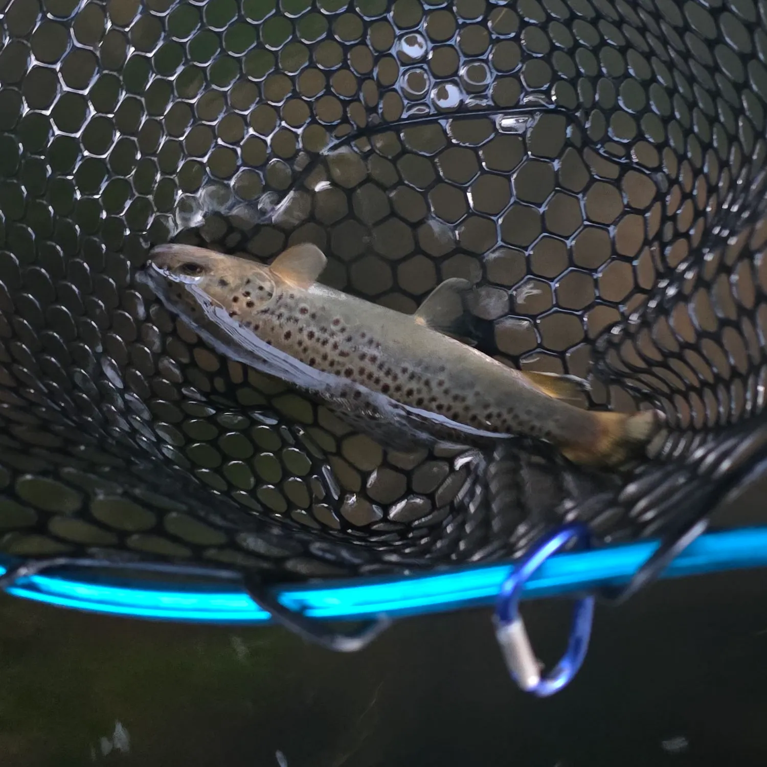 Brown trout caught on Fishbrain