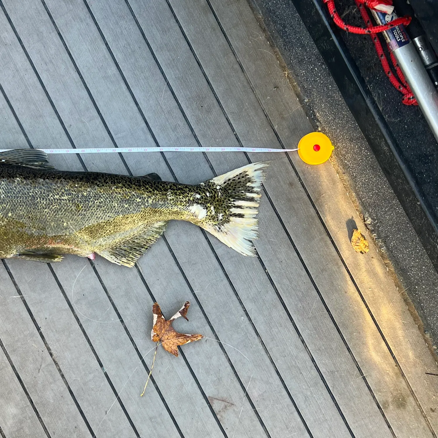 Chinook salmon caught on Fishbrain
