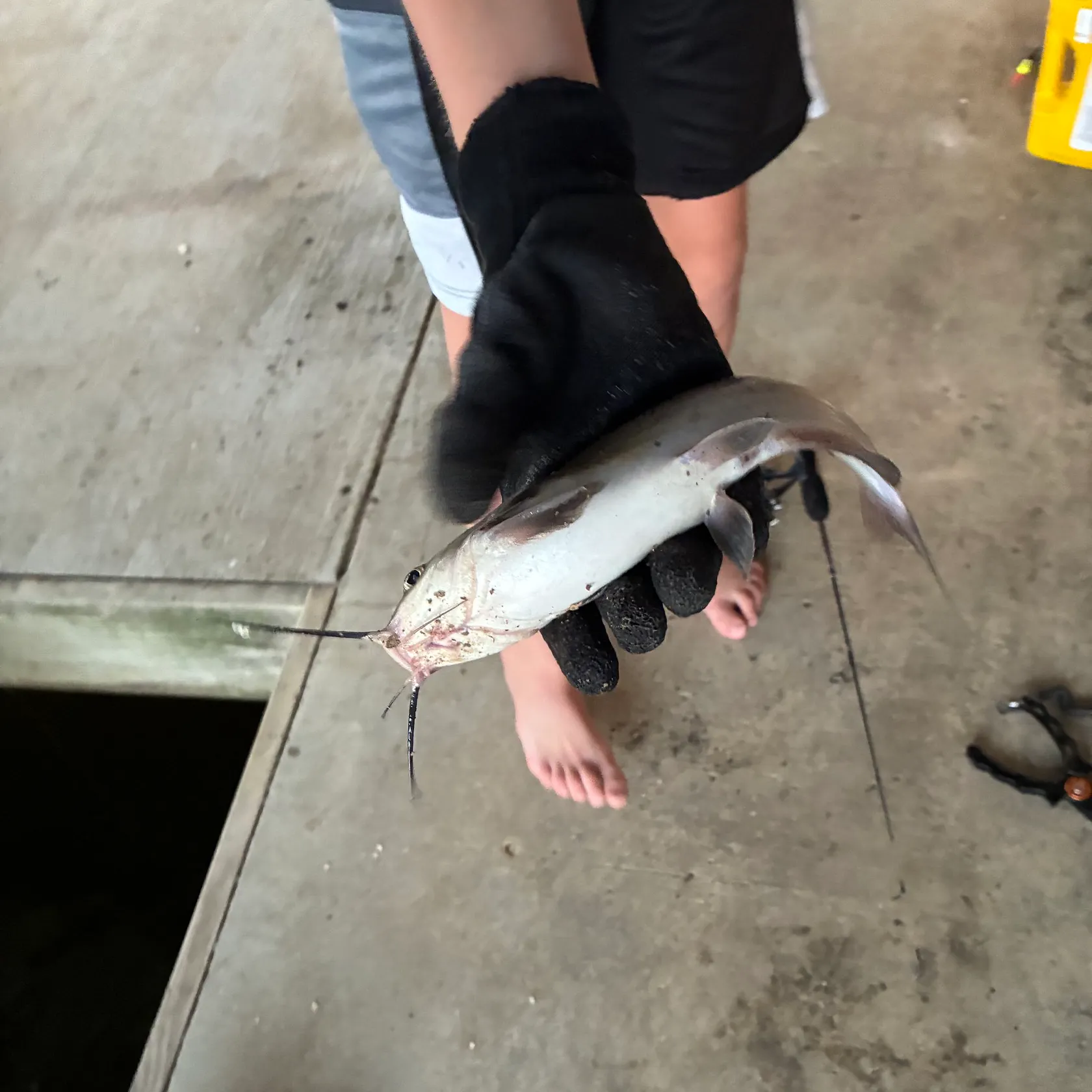Channel catfish caught on Fishbrain
