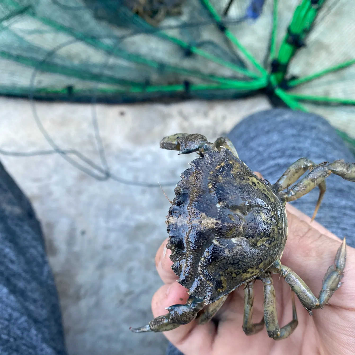 The most recent Green crab catches on Fishbrain