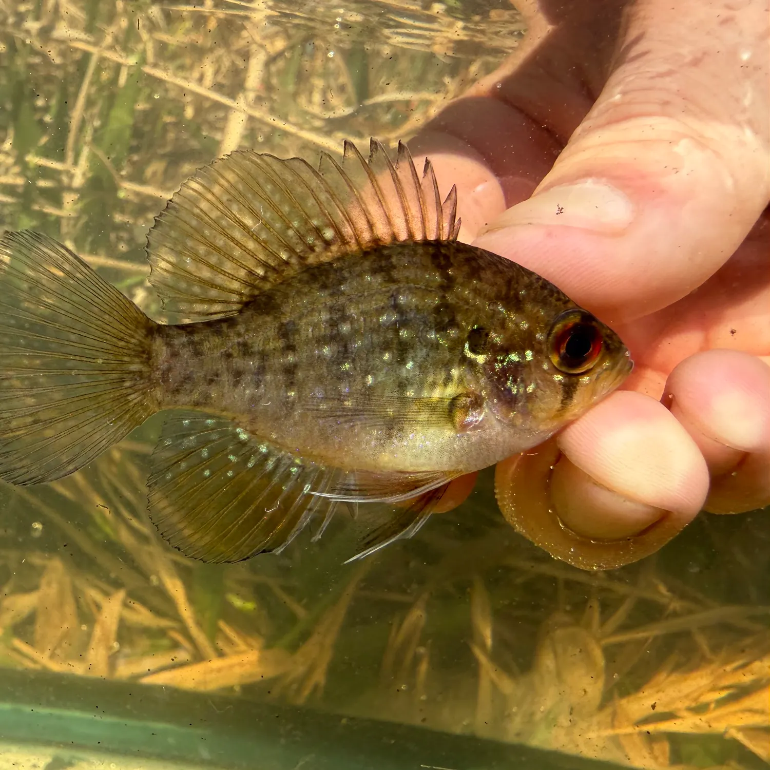 The most recent Bluespotted sunfish catches on Fishbrain