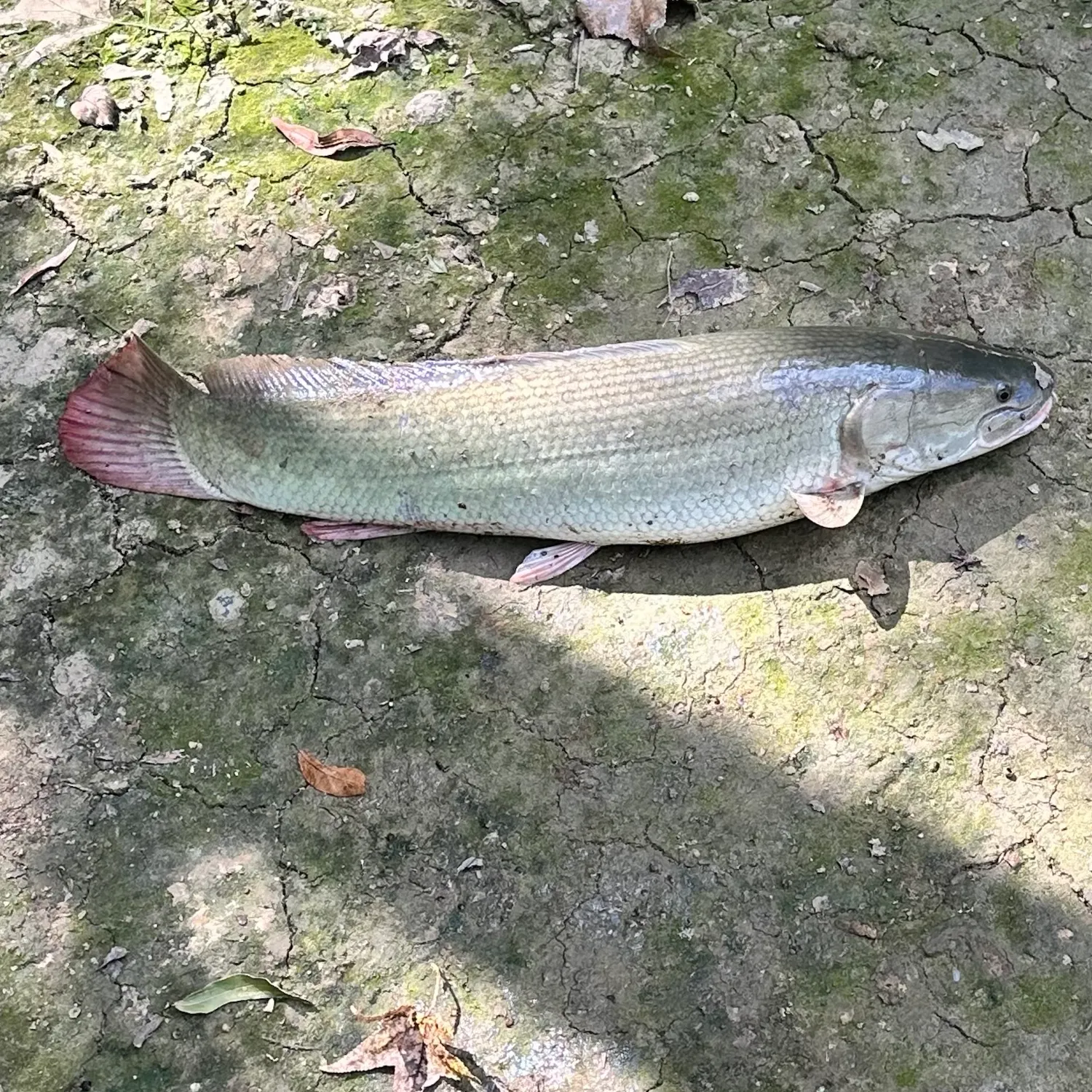 Ruddy bowfin caught on Fishbrain