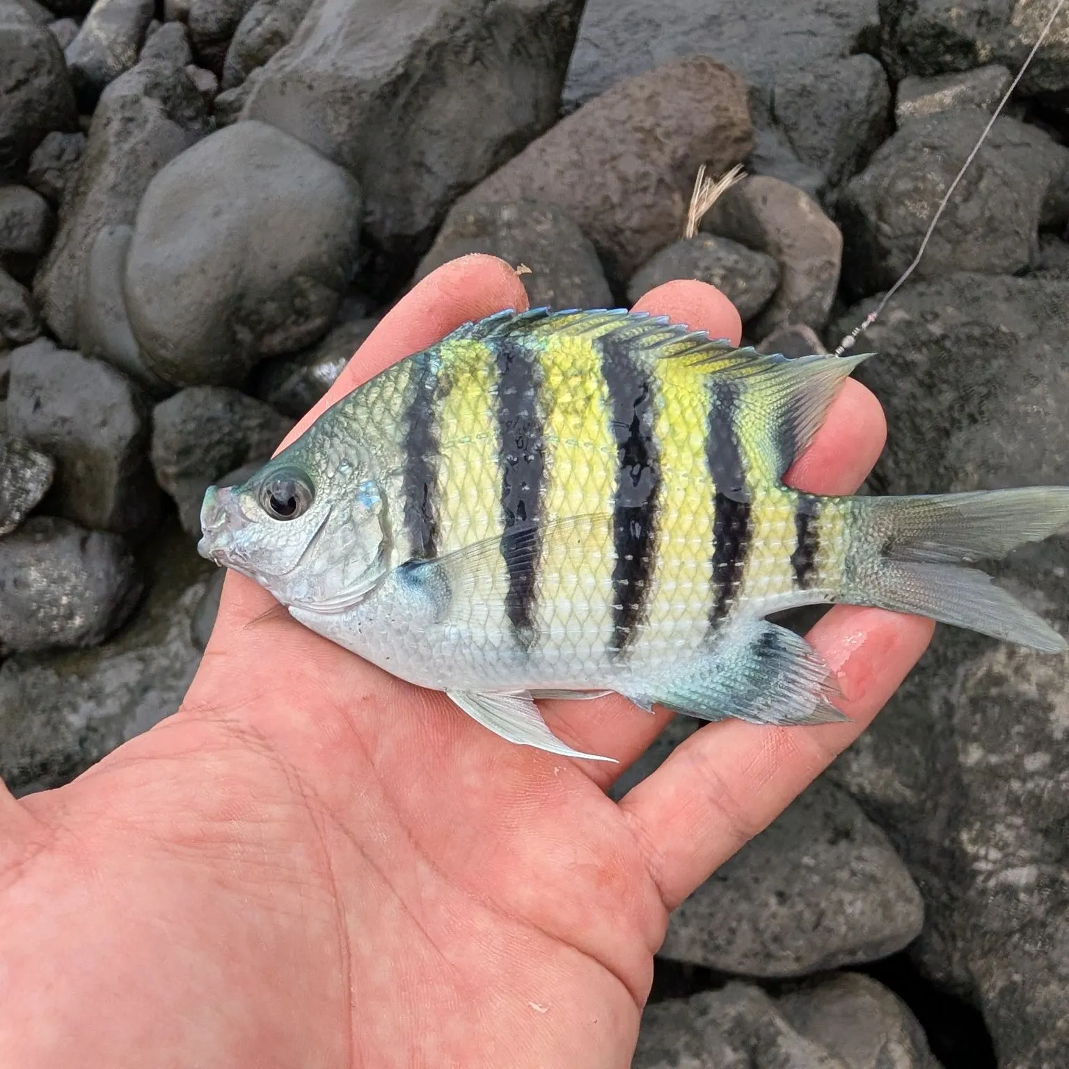 The most recent Indo-Pacific sergeant catches on Fishbrain