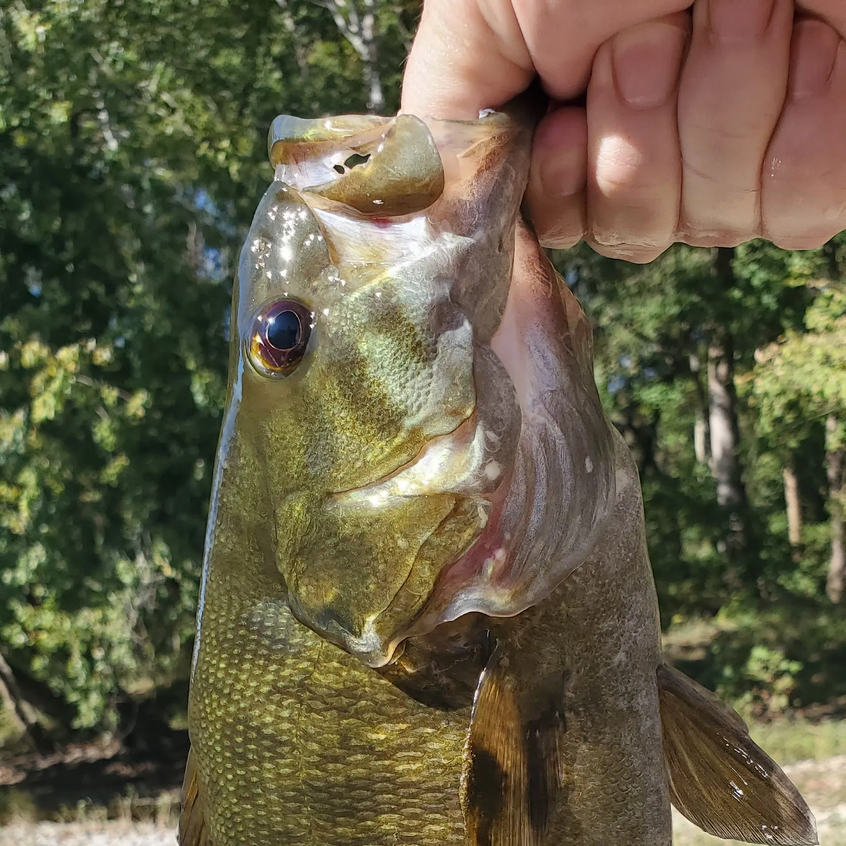 Smallmouth bass caught on Fishbrain