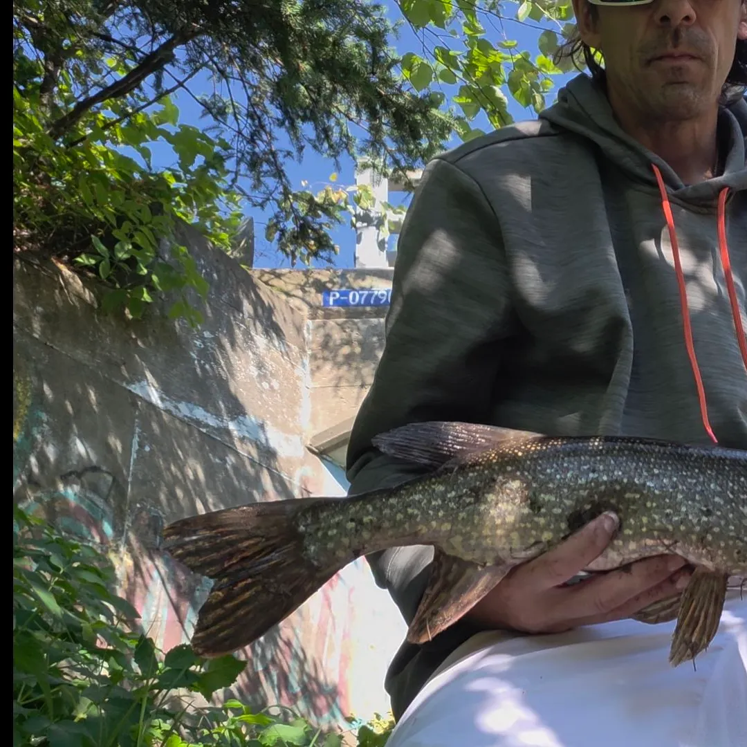 Northern pike caught on Fishbrain