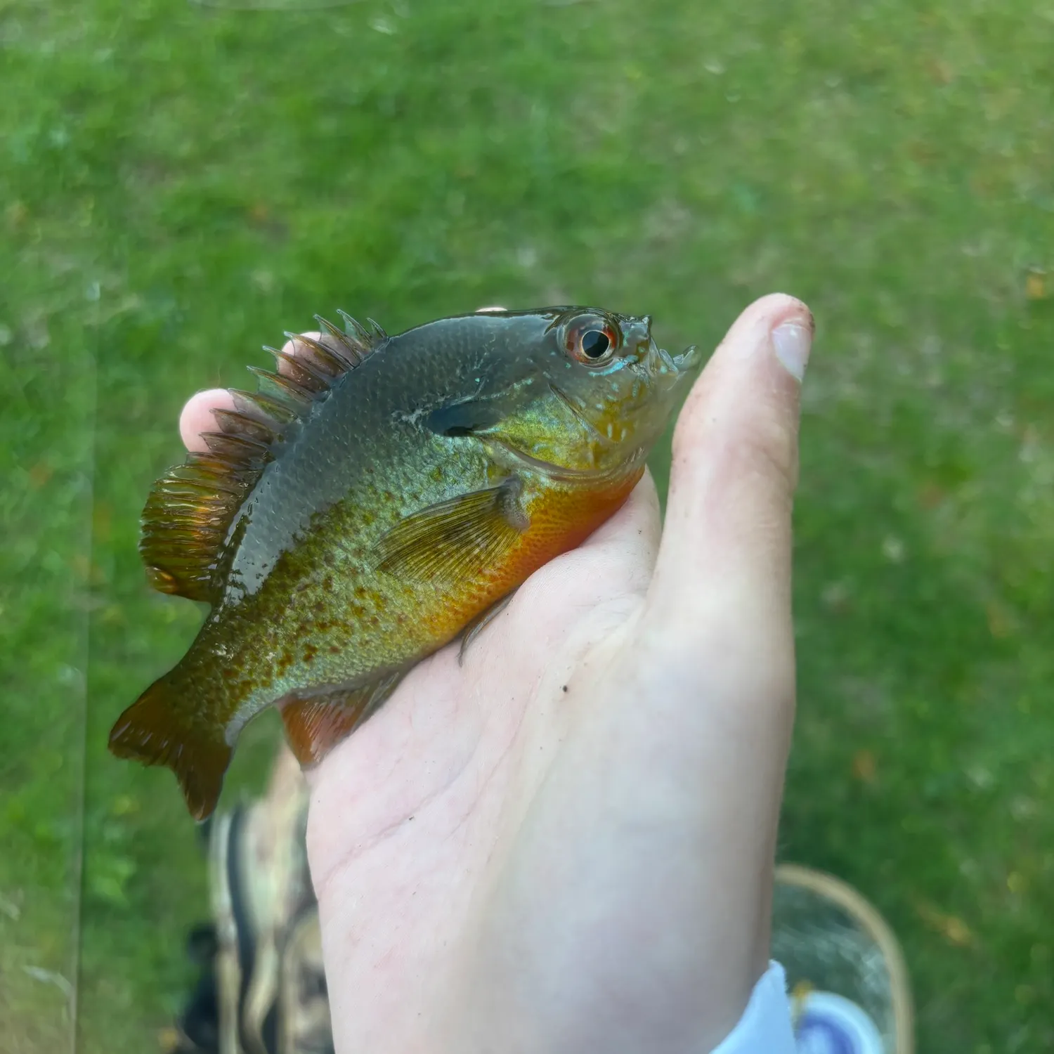 catch