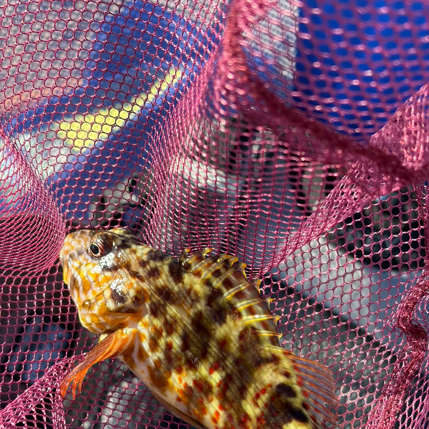 Orange-spotted grouper caught on Fishbrain