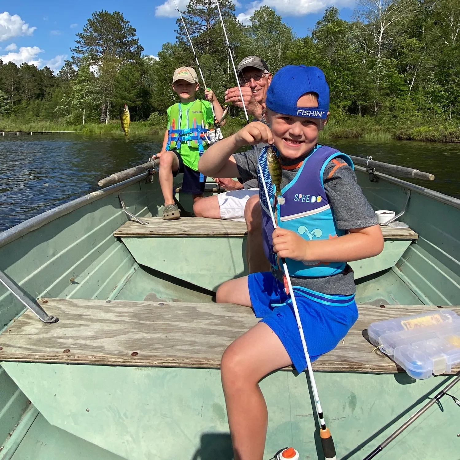 Yellow perch caught on Fishbrain