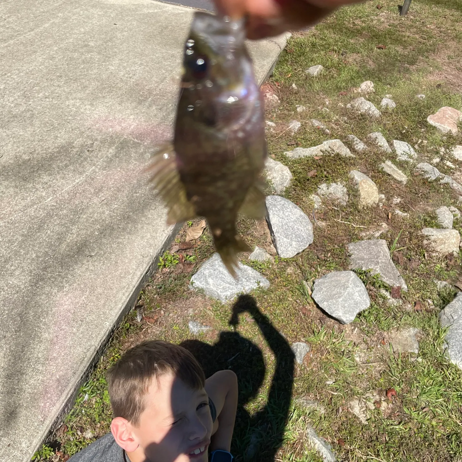 Warmouth caught on Fishbrain