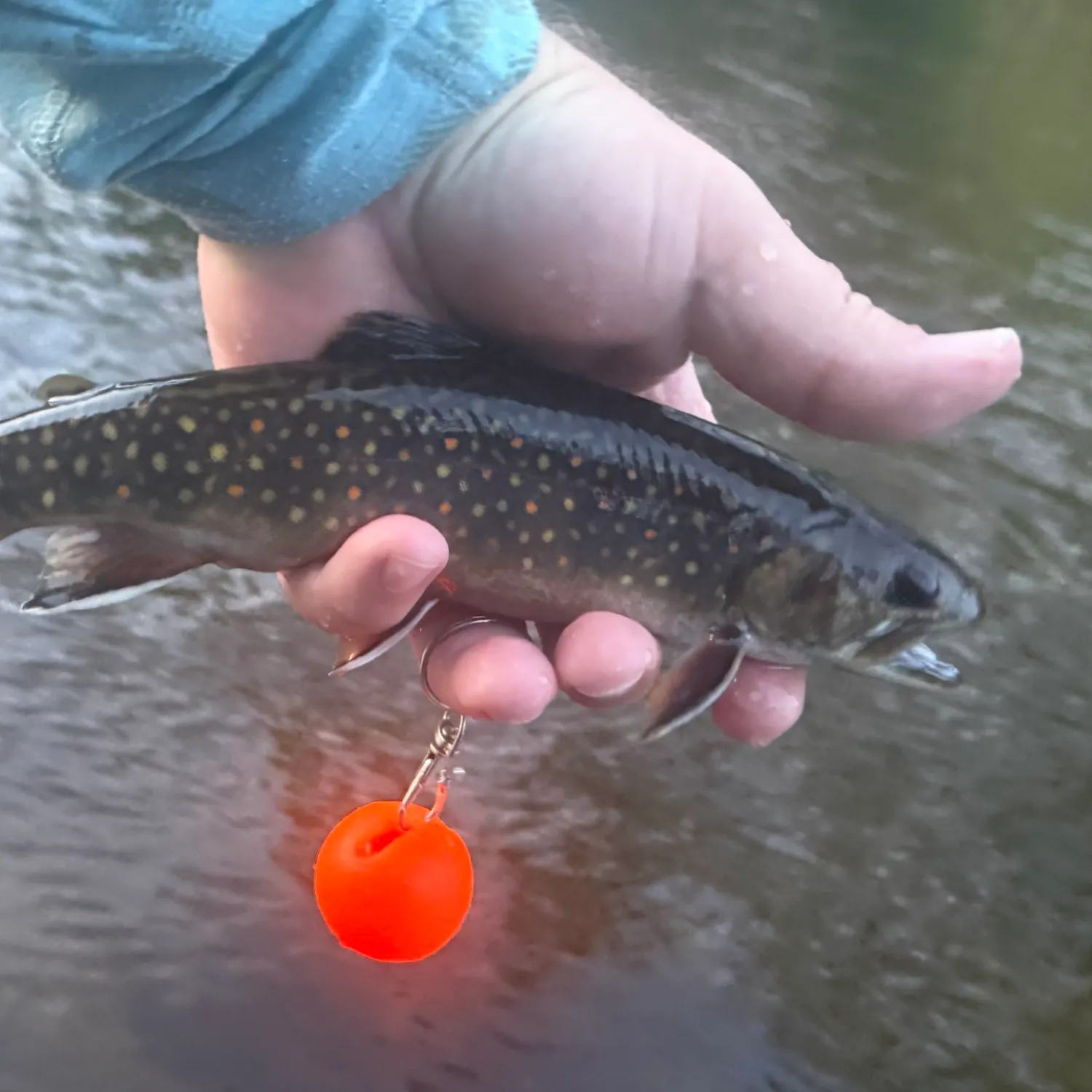 Brook trout caught on Fishbrain