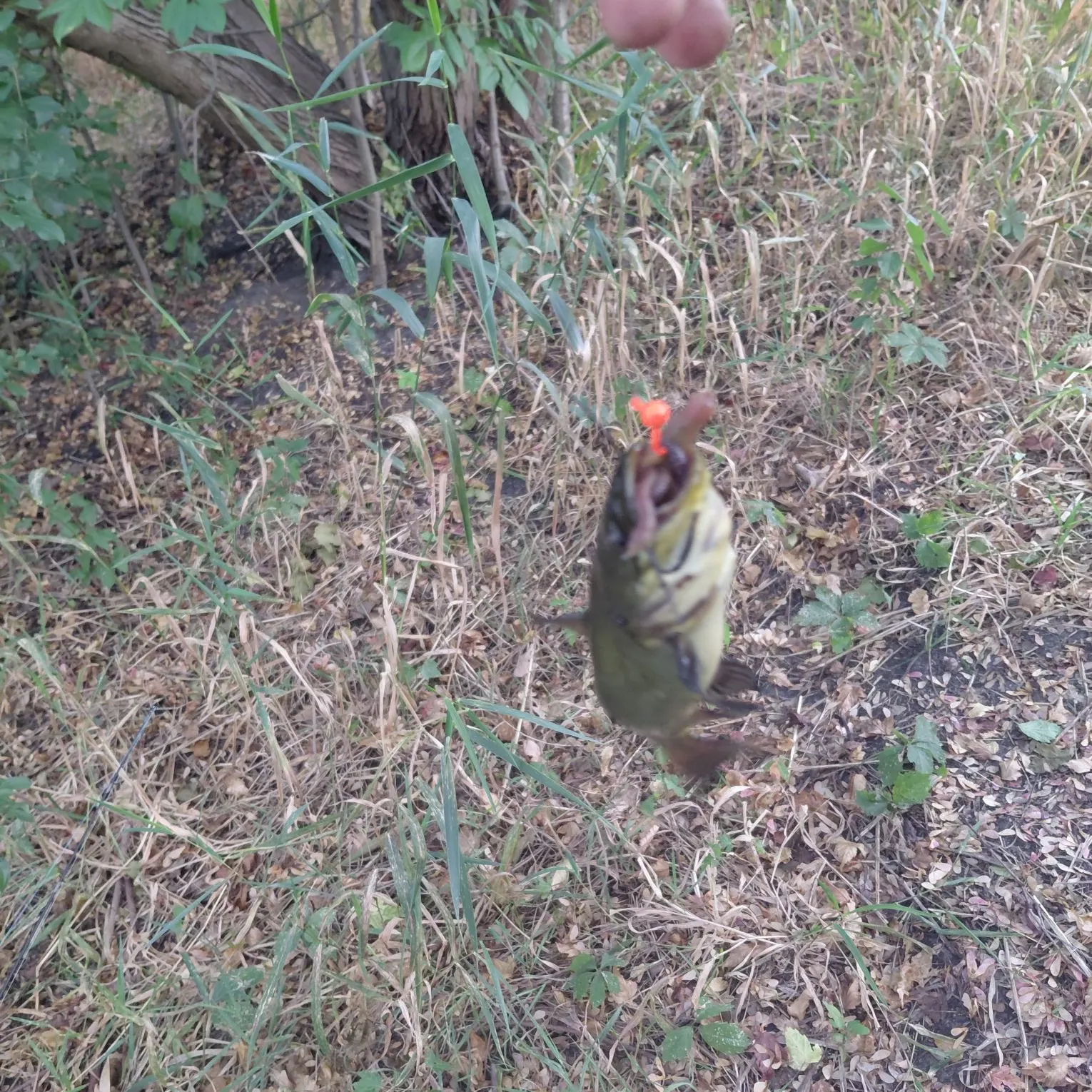 Black bullhead caught on Fishbrain