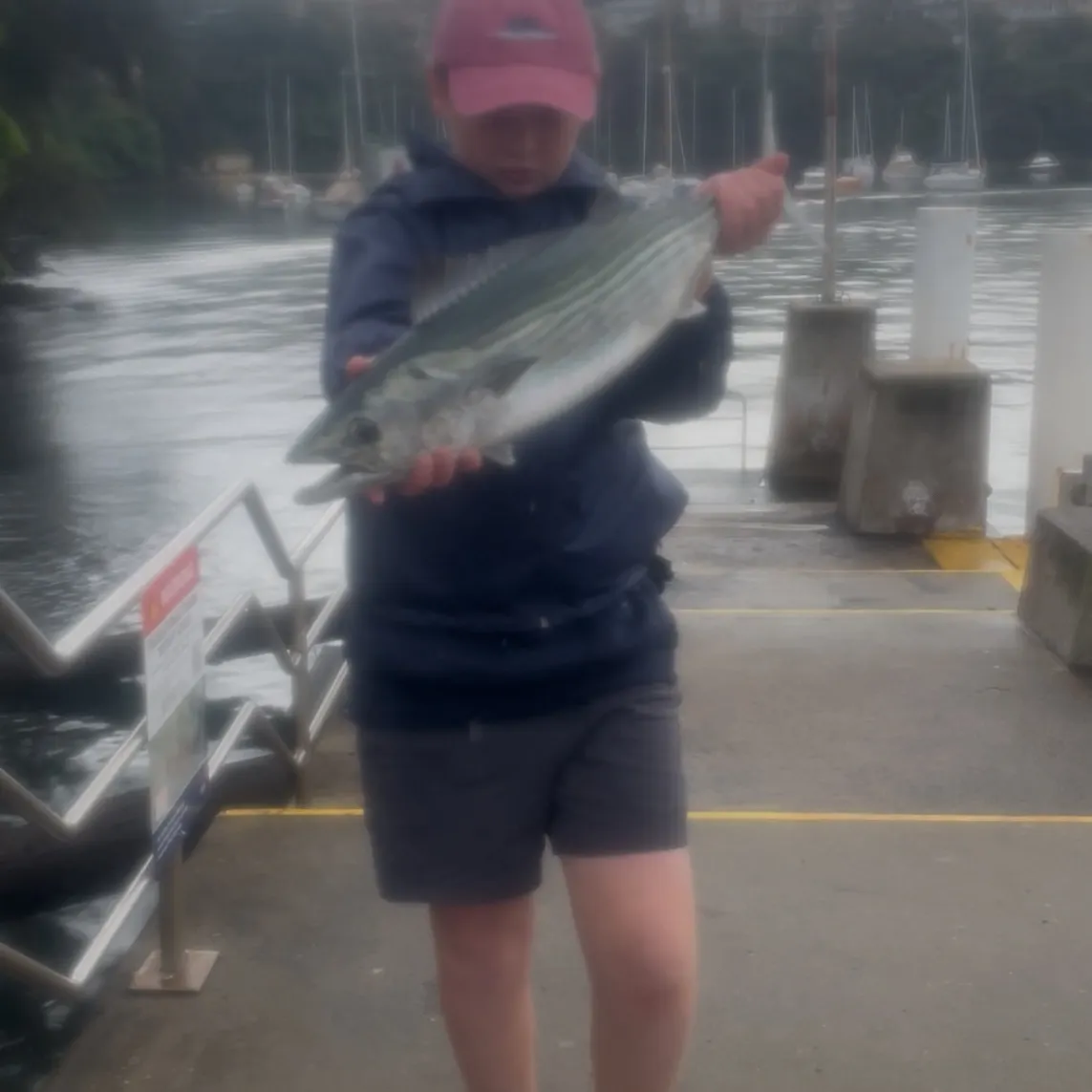 The most recent Australian bonito catches on Fishbrain